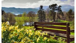img_1588256283_1588256321__lakedistrictdaffodils